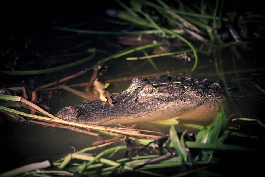 Kissimmee: Boggy Creek Airboats Adventures Night Tour Ticket - Why the night makes this Kissimmee airboat ride different