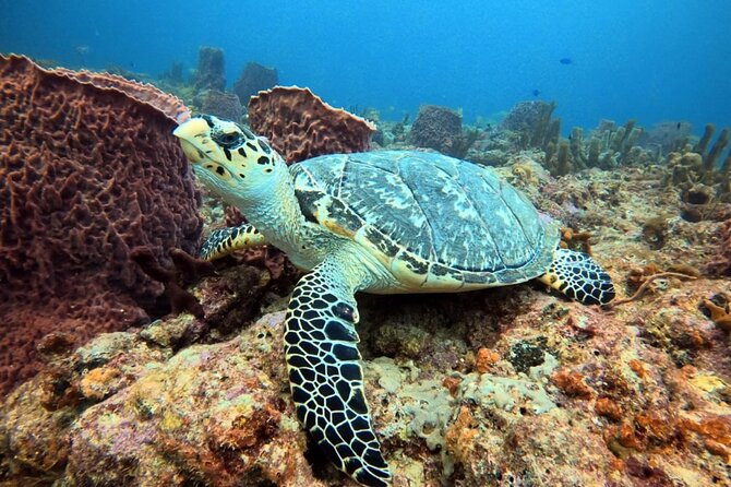 Lauderdale By The Sea Replicated Shipwreck & Reef Snorkel Trails - What You Actually See Beneath Lauderdale-by-the-Sea
