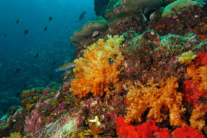 Lauderdale By The Sea Replicated Shipwreck & Reef Snorkel Trails - Is $85 a Fair Price?