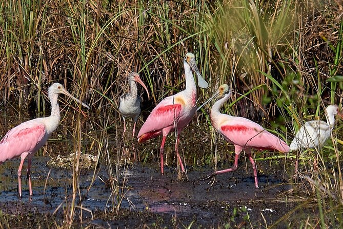 Little Havana Walking Tour + 1 Hour Everglades Airboat Ride - Booking, cancellation, and value