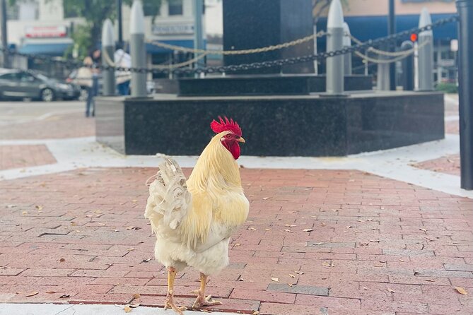 Little Havana Walking Tour with Optional Lunch or Rum Upgrade - Starting at the Bay of Pigs Monument