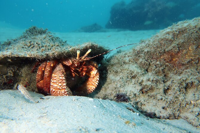 Luxury Snorkeling on Your Vacation Exclusively Private Guaranteed - Key points at a glance