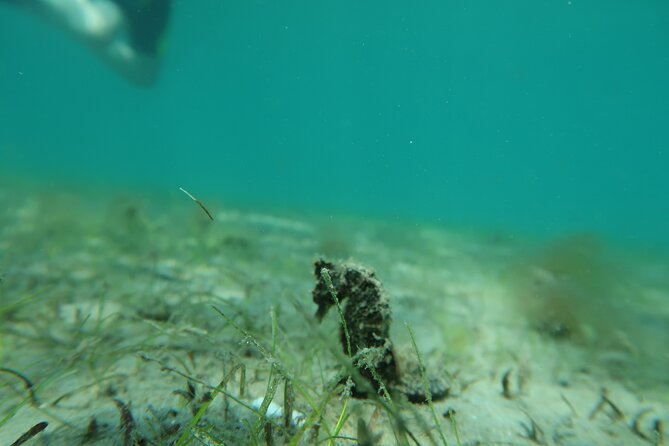 Luxury Snorkeling on Your Vacation Exclusively Private Guaranteed - The wildlife search