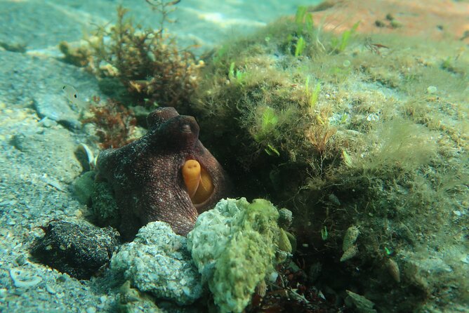 Luxury Snorkeling on Your Vacation Exclusively Private Guaranteed - How private is private?