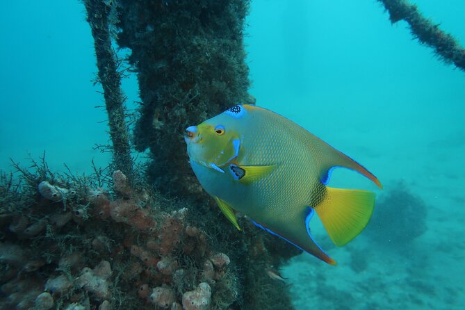 Luxury Snorkeling on Your Vacation Exclusively Private Guaranteed - What the $99 price really covers