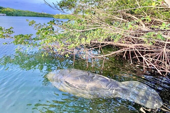 Manatee Season Guided Paddle Tour from Virginia Key - Key points to know before you book