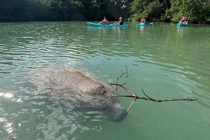 Manatee Season Guided Paddle Tour from Virginia Key - Getting started with a kayak or paddleboard