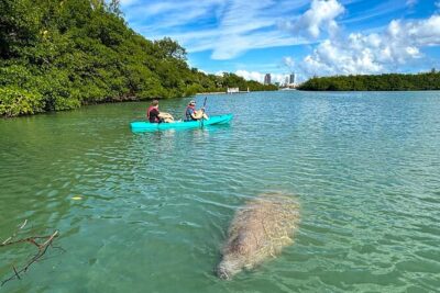 Manatee Season Guided Paddle Tour from Virginia Key