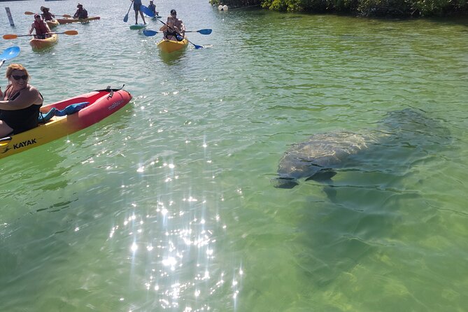Mangrove Jungle Exploration on SUP/Kayak - Key points at a glance