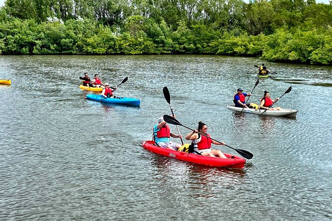 Mangrove Tunnel Kayak Eco Tour - Wildlife sightings, from fish to mangrove crabs