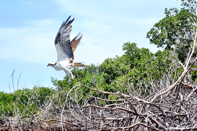 Mangrove Tunnel Kayak Eco Tour - Who will enjoy this paddle most?