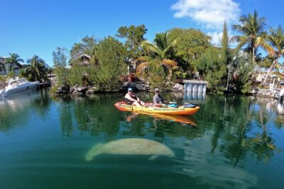 Mangroves and Manatees – Guided Kayak Eco Tour