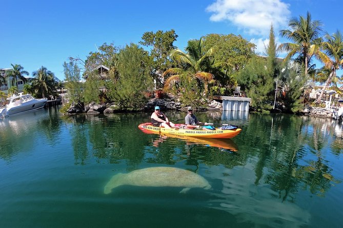 Mangroves and Manatees - Guided Kayak Eco Tour - Choosing between a single and double kayak