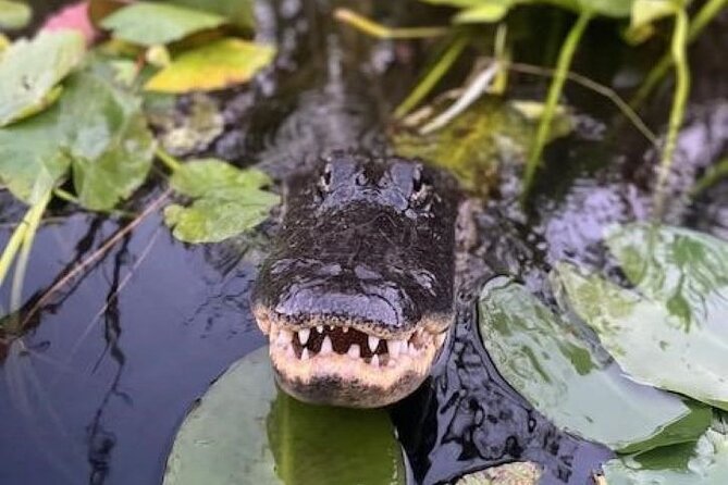 Miami: 60 Minute Private Everglades Airboat Ride - Starting at 5334 FL-90 in Miami