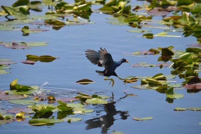 Miami: 60 Minute Private Everglades Airboat Ride - Cancellation and planning details