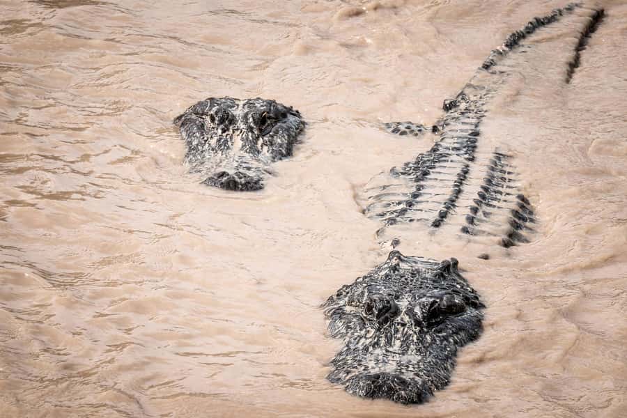 Miami: Alligator Spotting Airboat and Wildlife Reserve - How the $63 price works out