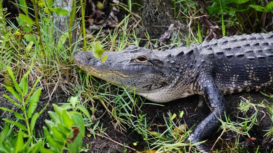 Miami: Alligator Spotting Airboat and Wildlife Reserve - Should you book it?