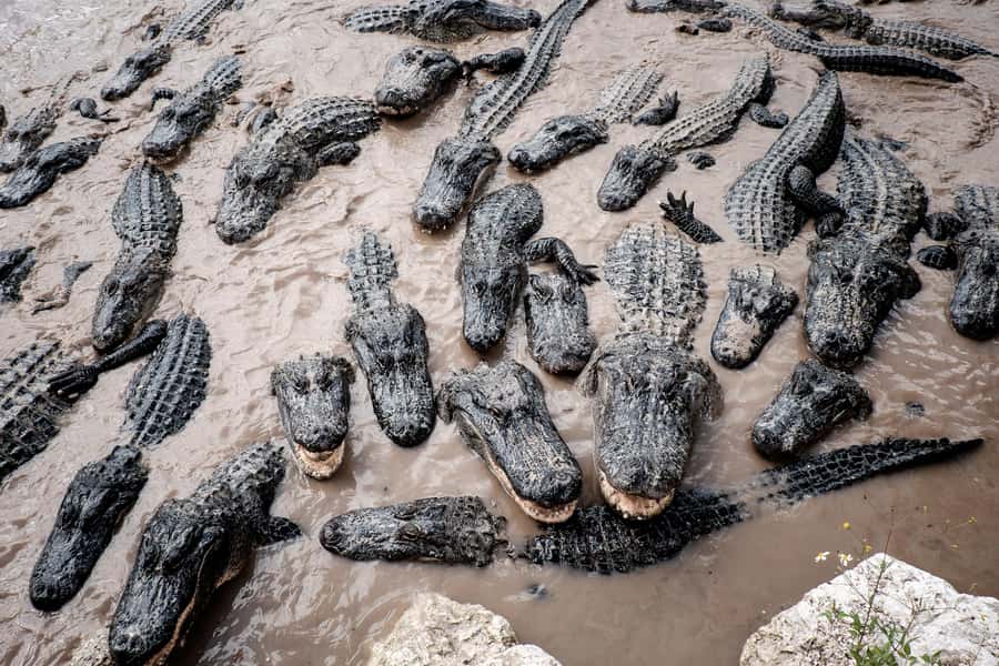 Miami: Alligator Spotting Airboat with Pick-Up/Drop-off - How the four-and-a-half-hour schedule works