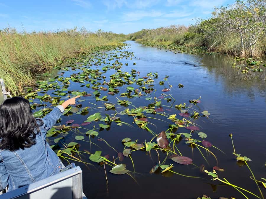 Miami: Alligator Spotting Airboat with Pick-Up/Drop-off - Pickup details that can make or break the day