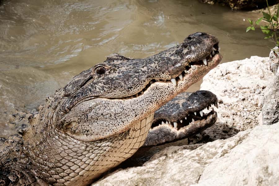 Miami: Alligator Spotting Airboat with Pick-Up/Drop-off - Small practical choices that improve the experience