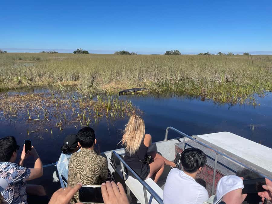 Miami: Alligator Spotting Airboat with Pick-Up/Drop-off - Spotting alligators in their natural habitat