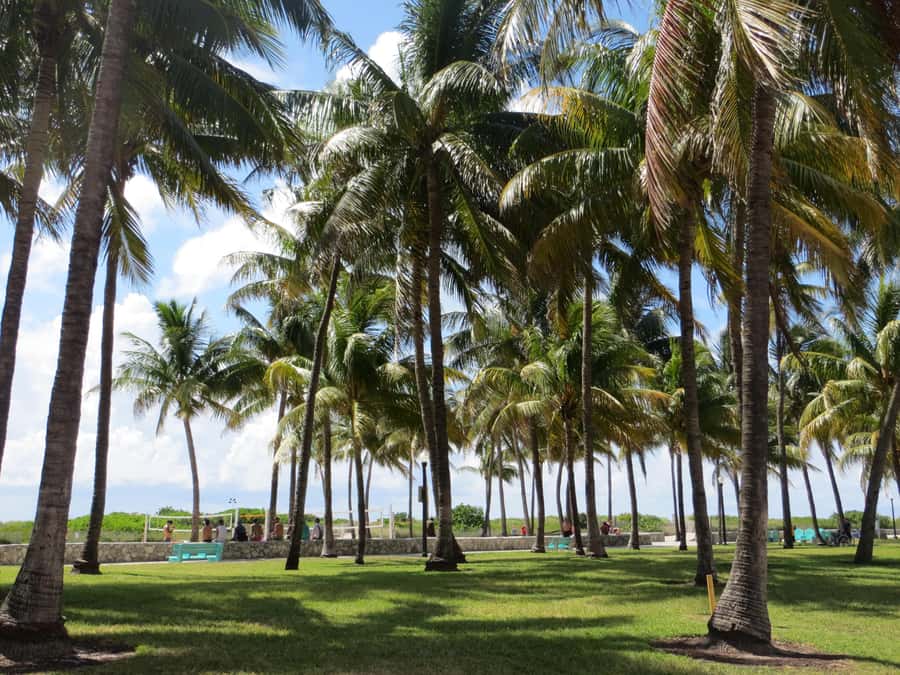 Miami Beach: 1-Hour Segway Glide - Is $41 a fair price?