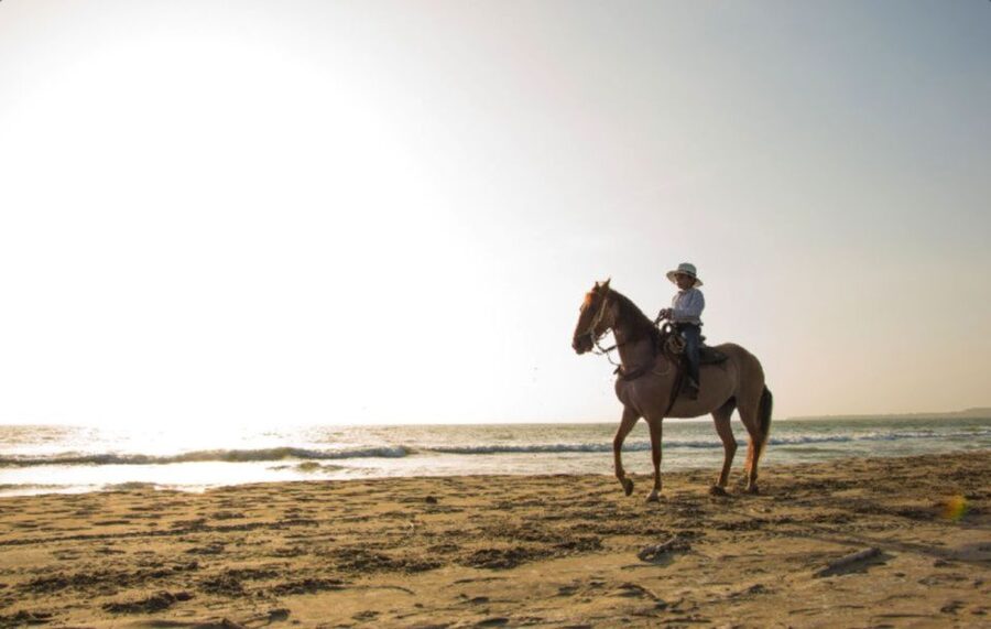 Miami: Beach Horse Ride & Nature Trail - The horses are the heart of the experience
