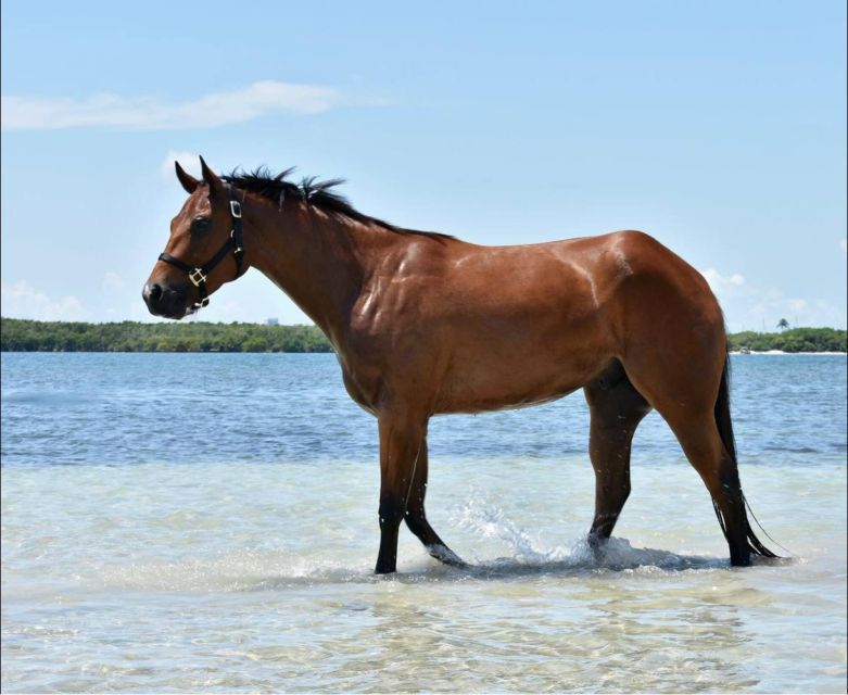 Miami: Beach Horse Ride & Nature Trail - Planning the cost and cancellation terms