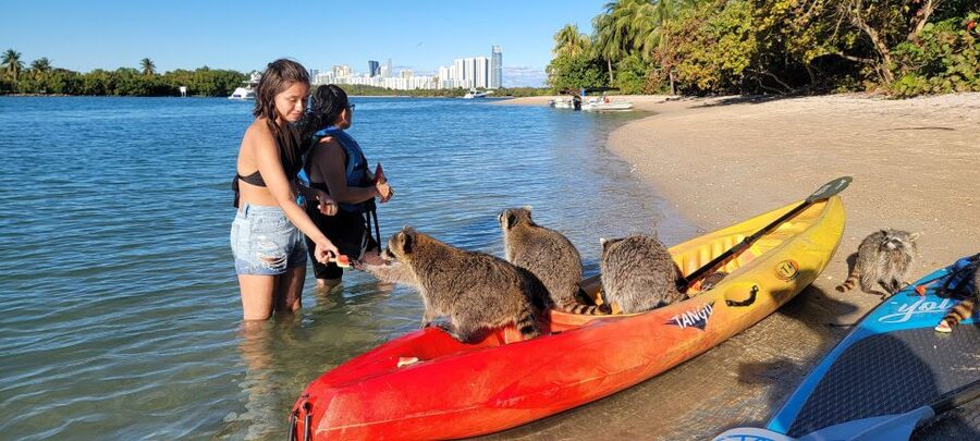 Miami: Beginner-Friendly Island Snorkeling by SUP or Kayak - Shallow snorkeling for cautious swimmers