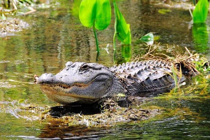 Miami Combo Tour (Everglades Tour + Boat Tour) - Why the Everglades visit can feel short