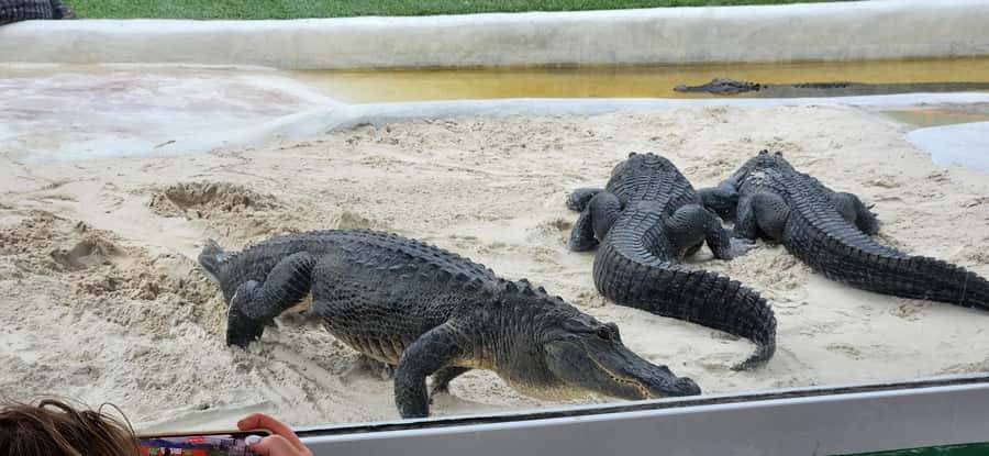 Miami: Everglades Airboat, Gator Encounter & Bus Transfer - What the 45-minute airboat ride feels like