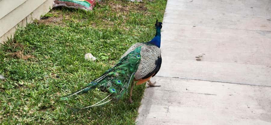 Miami: Everglades Airboat, Gator Encounter & Bus Transfer - The optional rescued-alligator show