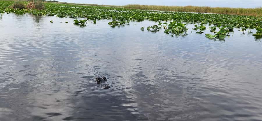 Miami: Everglades Airboat, Gator Encounter & Bus Transfer - Timing, drop-off, and the rest of your day