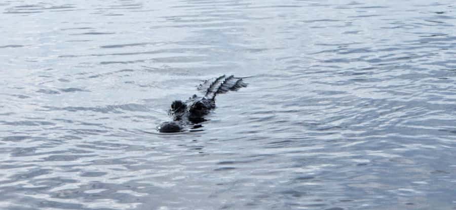 Miami: Everglades Airboat, Gator Encounter & Bus Transfer - Practical tips for a smoother visit