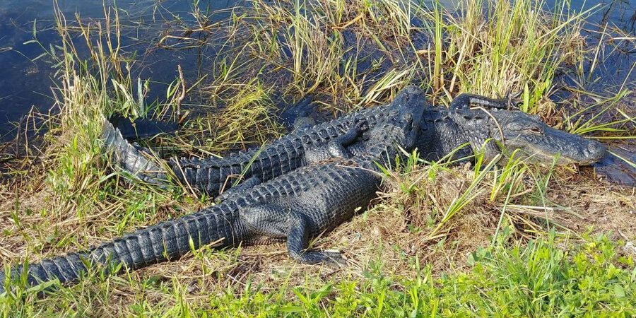 Miami: Everglades Airboat Ride and Tram Tour - Fruit, Cold Drinks, and a Short Reset