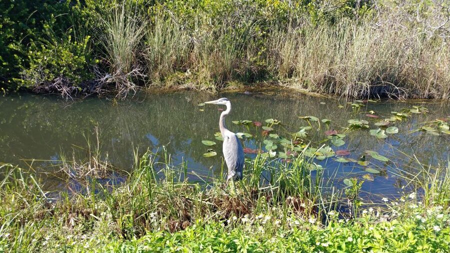 Miami: Everglades Airboat Ride and Tram Tour - Airboat Ride at Everglades Safari Park