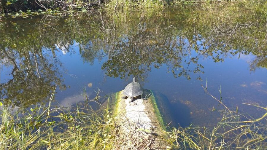 Miami: Everglades Airboat Ride and Tram Tour - How the $169 Price Adds Up
