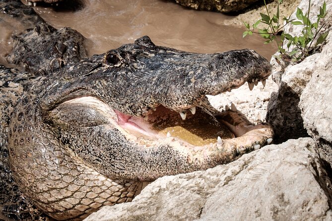 MIAMI: Everglades Airboat, Wildlife Gator Show and Pick-up - The alligator presentation adds context