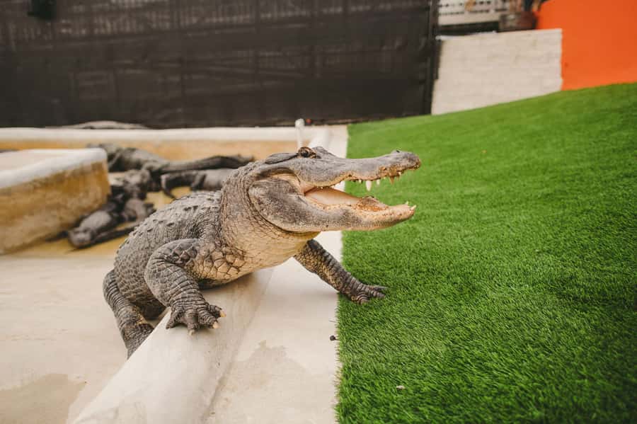 Miami: Everglades Experience, Bay Cruise & Open-Top Bus Tour - The alligator show and baby alligator photo
