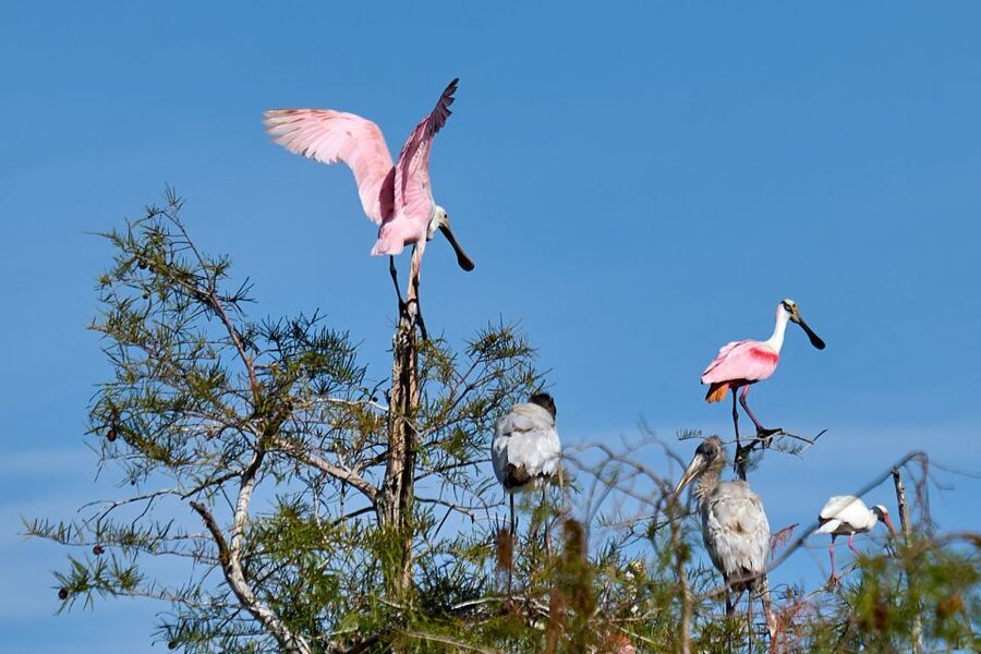 Miami: Everglades Full-Day Tour with 2 Boat Trips and Lunch - Walking through Big Cypress country
