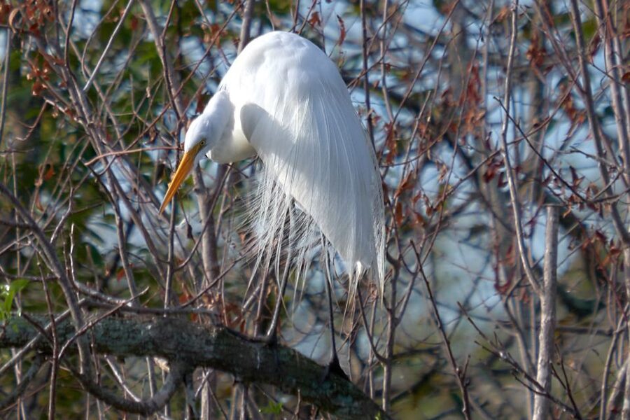 Miami: Everglades Full-Day Tour with 2 Boat Trips and Lunch - Lunch in Everglades City
