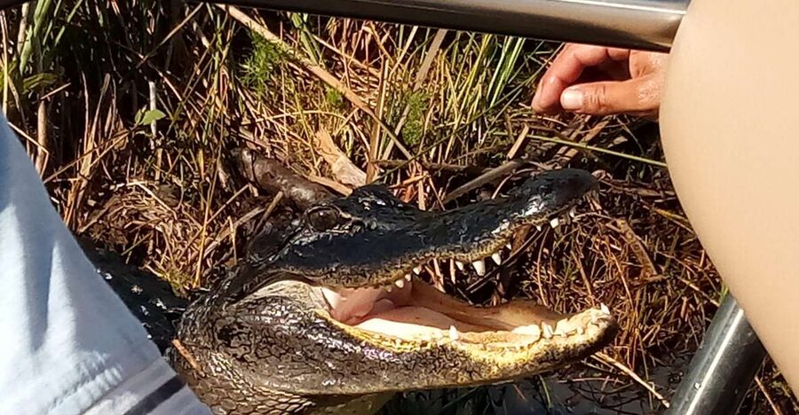 Miami: Everglades Full-Day Tour with 2 Boat Trips and Lunch - Cruising the 10,000 Islands by boat
