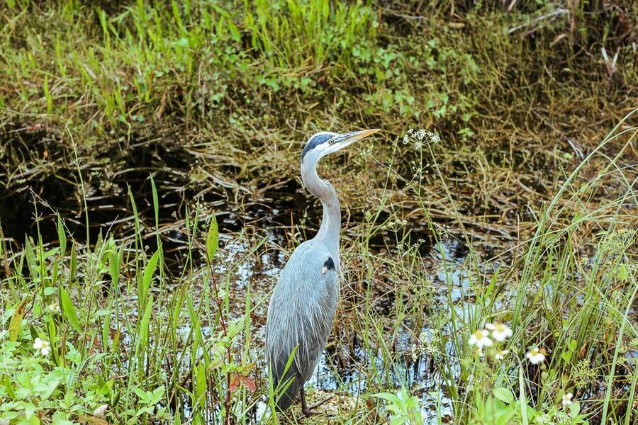 Miami: Everglades National Park Airboat Tour & Wildlife Show - Practical tips for a smoother visit