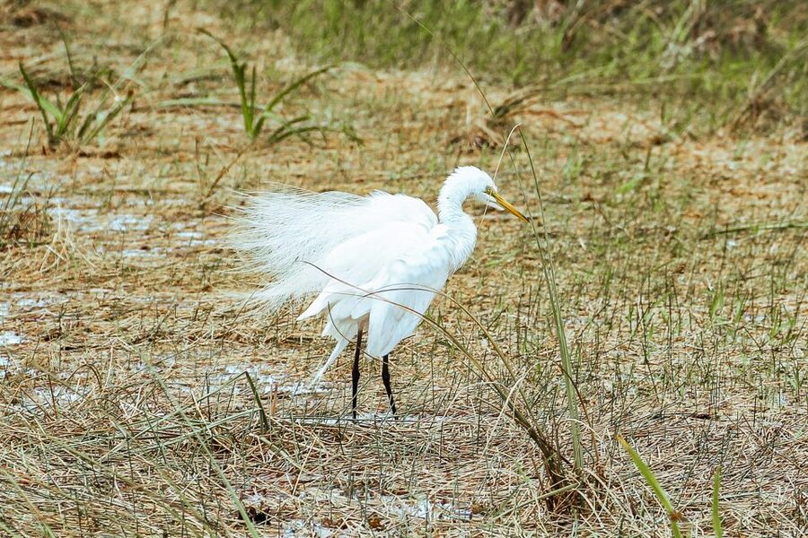 Miami: Everglades National Park Airboat Tour & Wildlife Show - Wildlife sightings without false promises