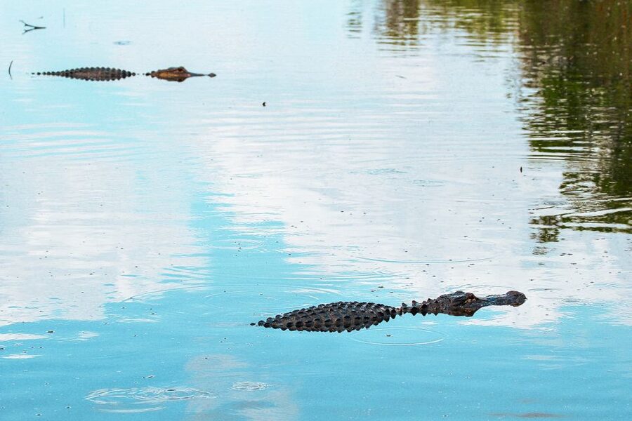 Miami: Everglades National Park Airboat Tour & Wildlife Show - How long to allow for the full visit