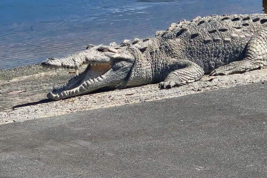 Miami: Everglades National Park Hiking and Kayaking Day Trip - Two hikes and three Everglades habitats