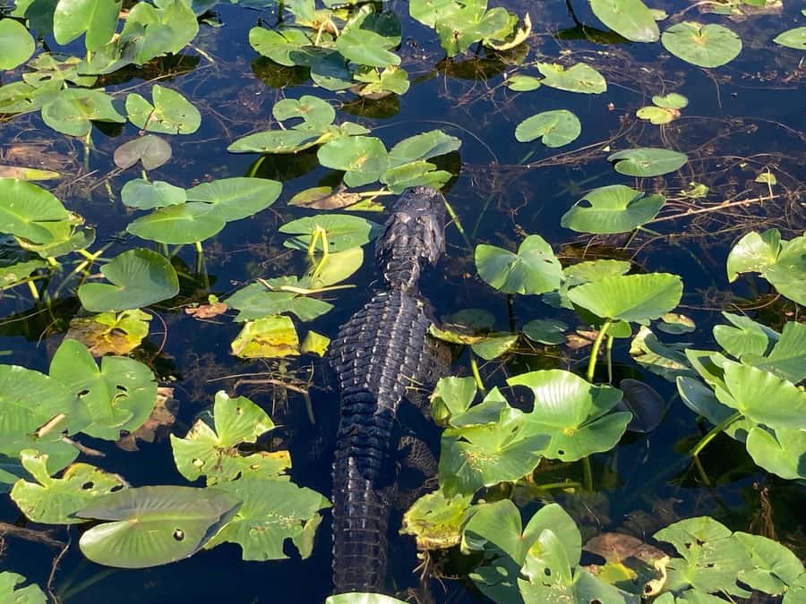 Miami: Everglades National Park Hiking and Kayaking Day Trip - Two quiet hours in your own kayak