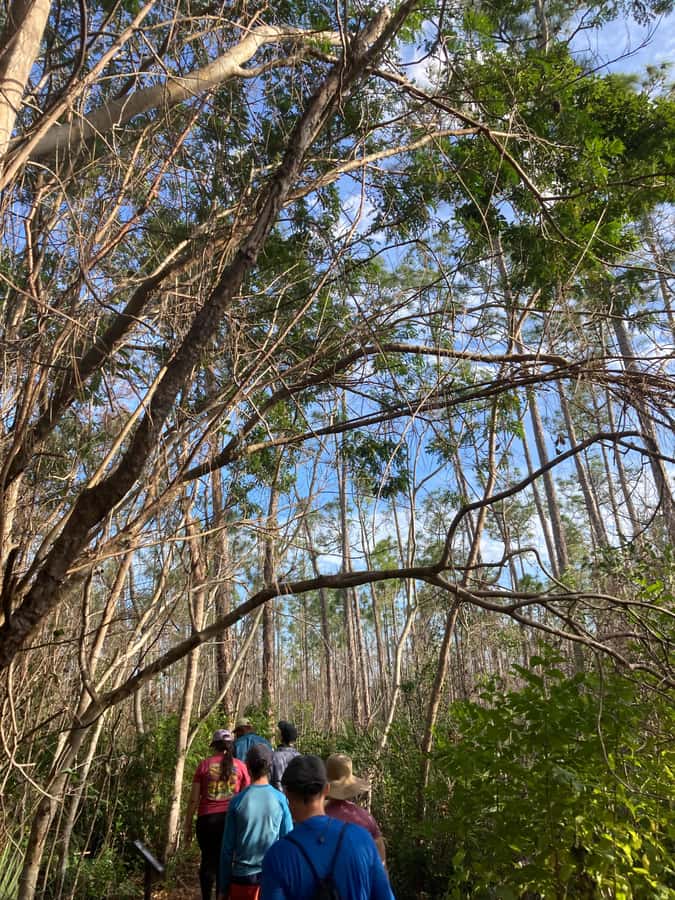 Miami: Everglades National Park Hiking and Kayaking Day Trip - Picnic lunch beside the park’s waterways