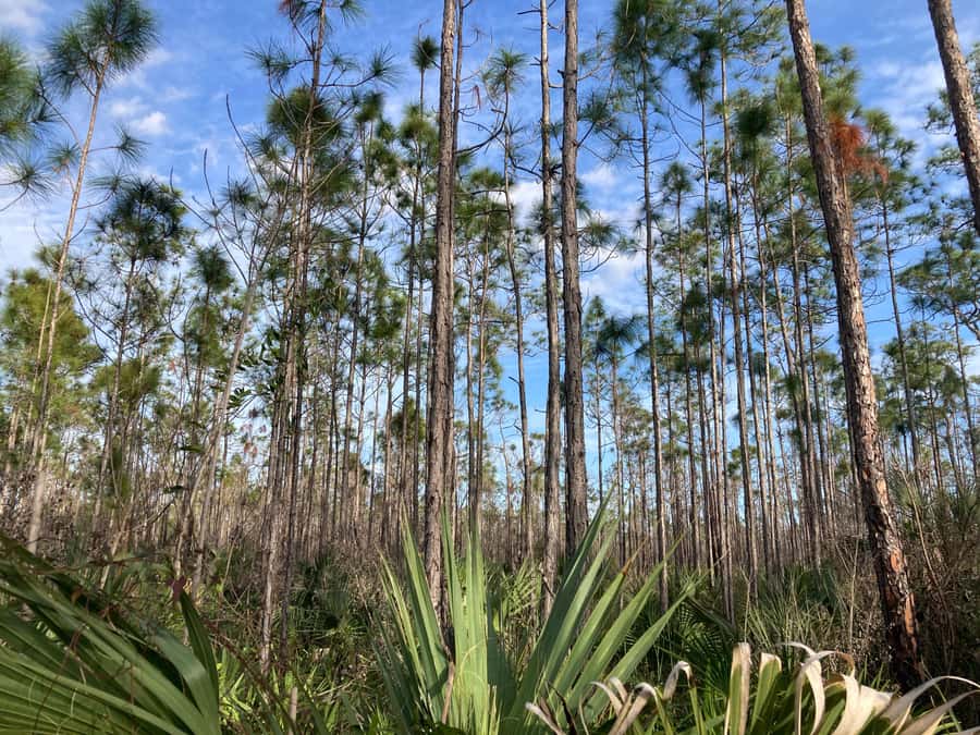 Miami: Everglades National Park Hiking and Kayaking Day Trip - Guide quality matters here