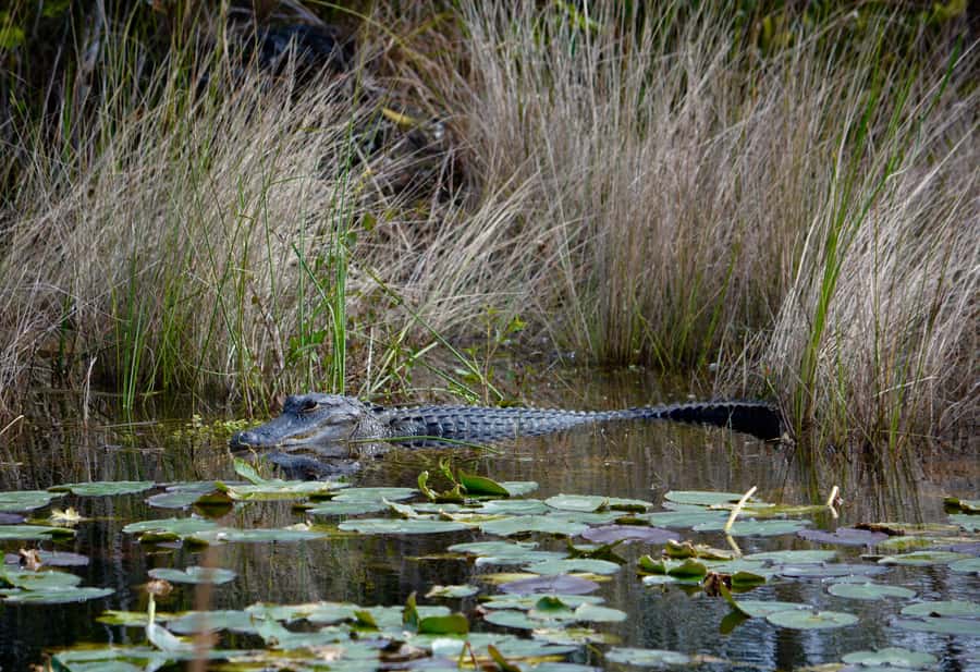 Miami: Everglades River of Grass Small Airboat Wildlife Tour - Key points at a glance